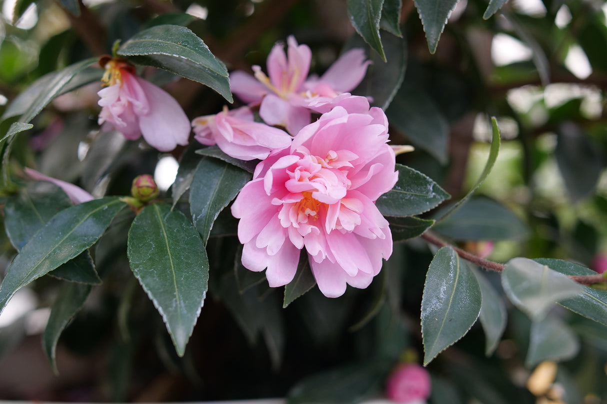 Just Chill® Double Pink Camellia (Camellia hiemalis 'FL-CP-1') planted in a residential landscape.