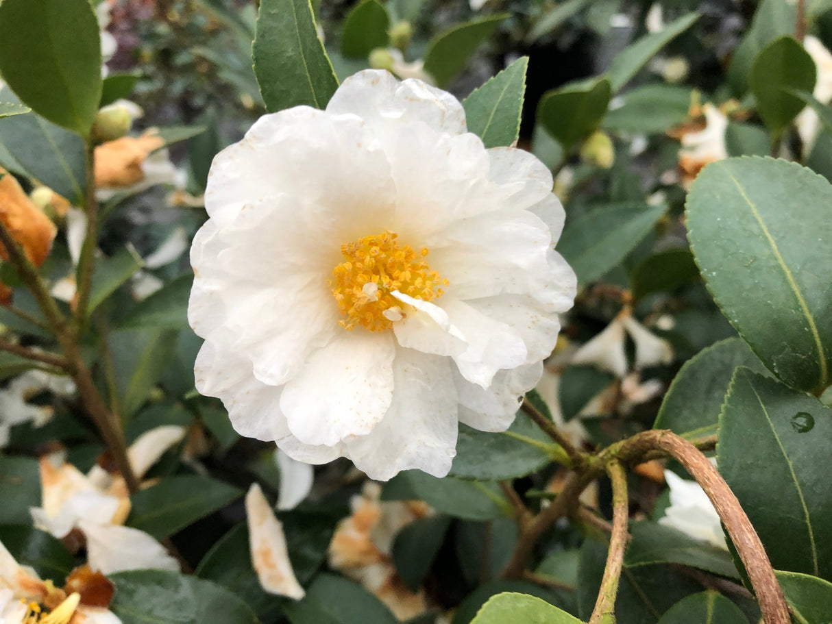 Just Chill® Double White Camellia (Camellia x 'FARROWCJWD' PP#36,304), a shrub featuring arching, erect form.
