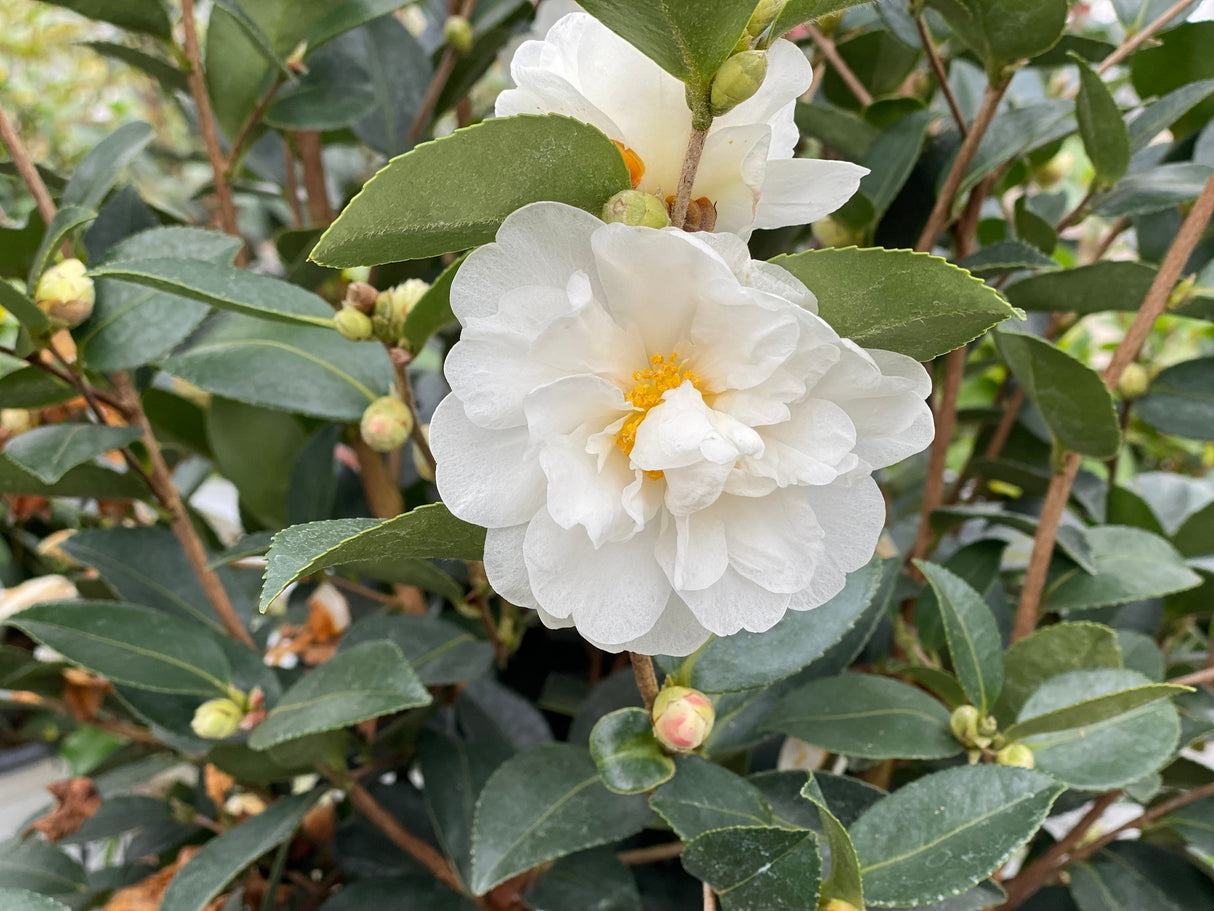 Detail view of Just Chill® Double White Camellia (Camellia x 'FARROWCJWD' PP#36,304) showing plant structure and foliage.