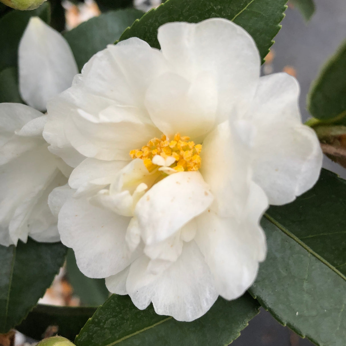 Just Chill® Double White Camellia (Camellia x 'FARROWCJWD' PP#36,304) foliage and growth habit in the landscape.