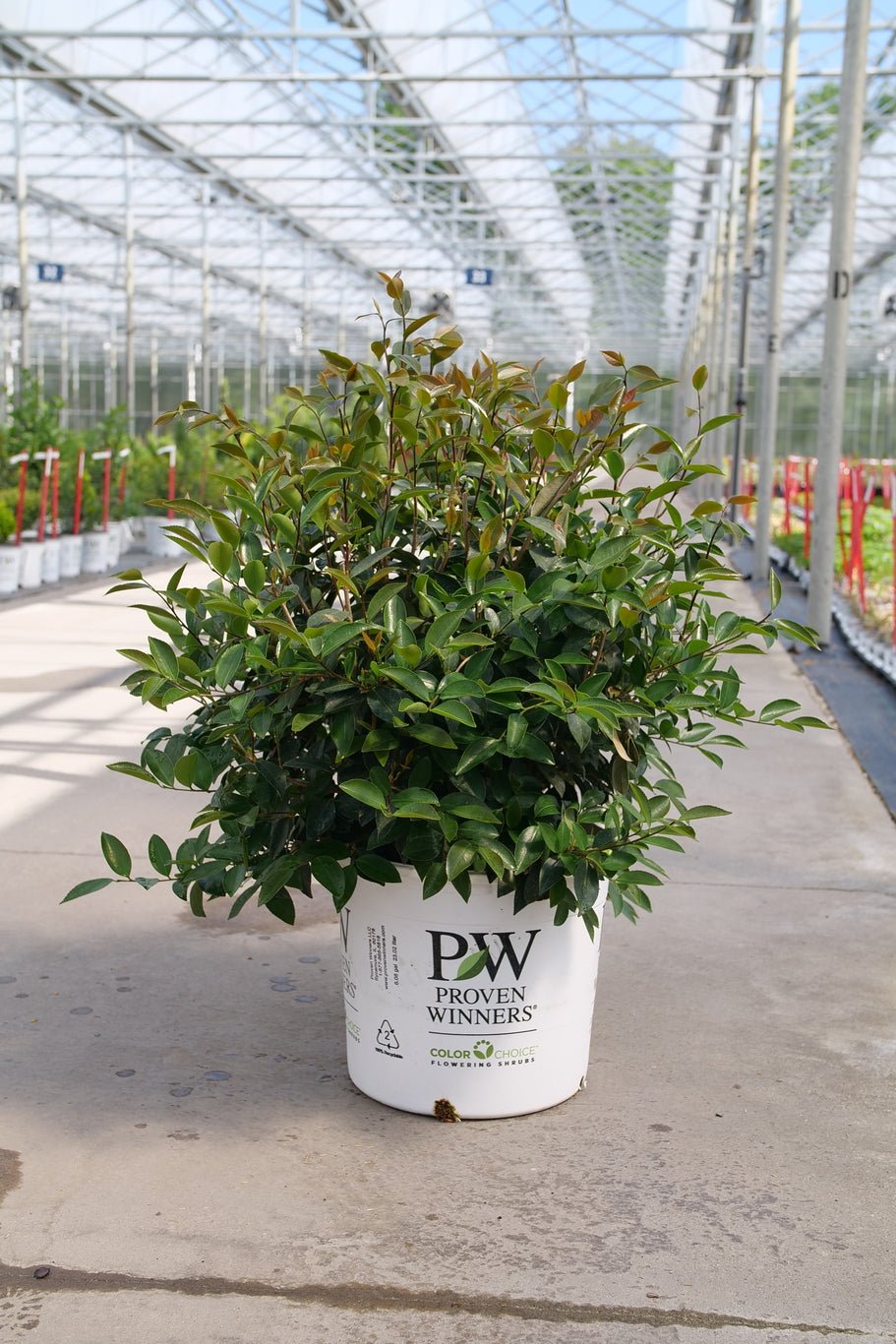 Just Chill® Double White Camellia (Camellia x 'FARROWCJWD' PP#36,304) planted in a residential landscape.