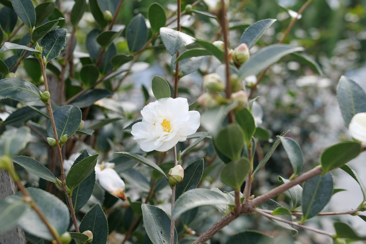 Just Chill® Double White Camellia (Camellia x 'FARROWCJWD' PP#36,304) shrub detail, image 6 of 7.