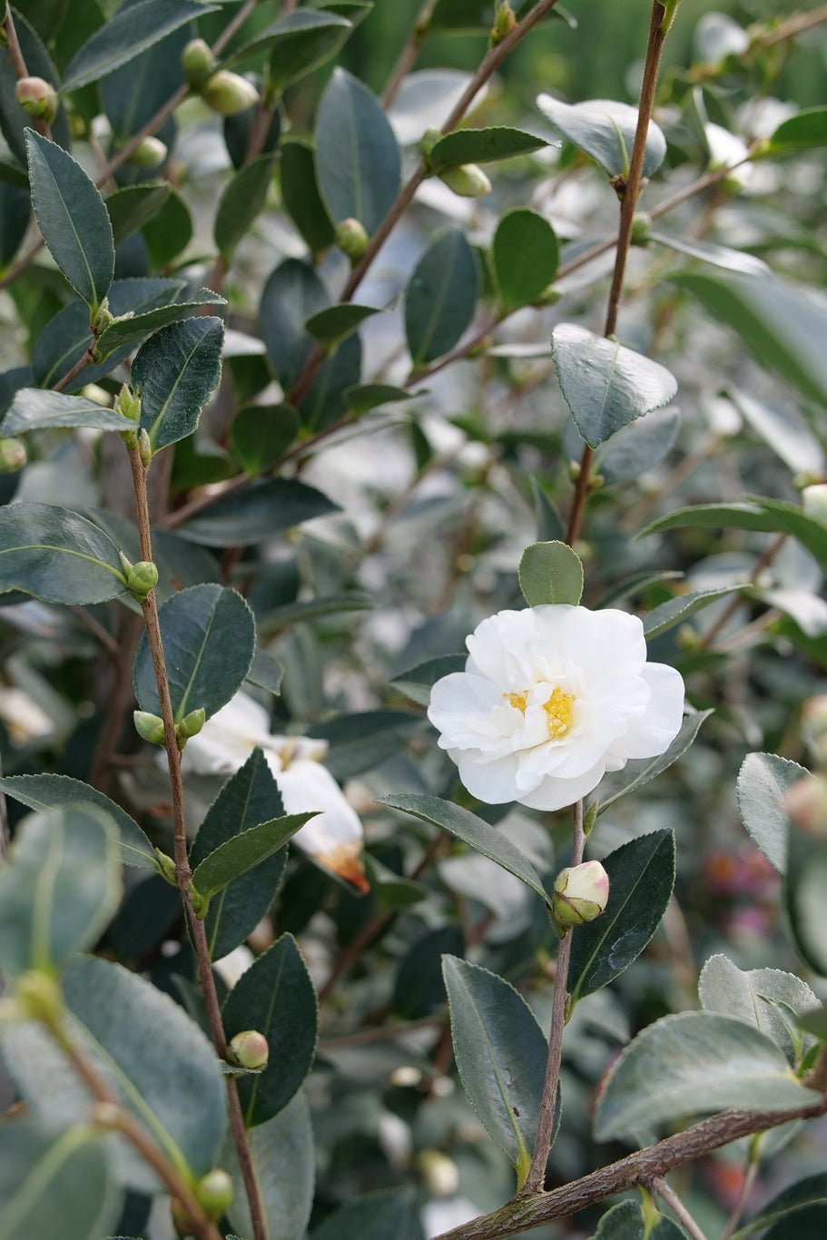 Just Chill® Double White Camellia (Camellia x 'FARROWCJWD' PP#36,304) shrub detail, image 7 of 7.