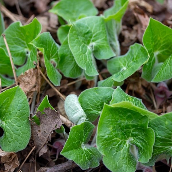 Deer-resistant, native groundcover with large, matte green, kidney-shaped foliage. Asarum canadense thrives in deep shade and moist woodland gardens. Low-maintenance.
