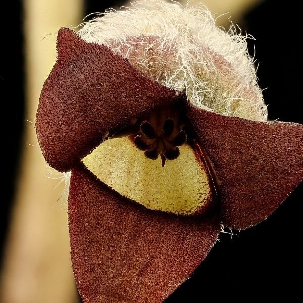 Close-up of Canadian Wild Ginger flower. Heart-shaped leaves shelter the small, unique, reddish-brown bloom near the ground. Excellent native groundcover for shade.