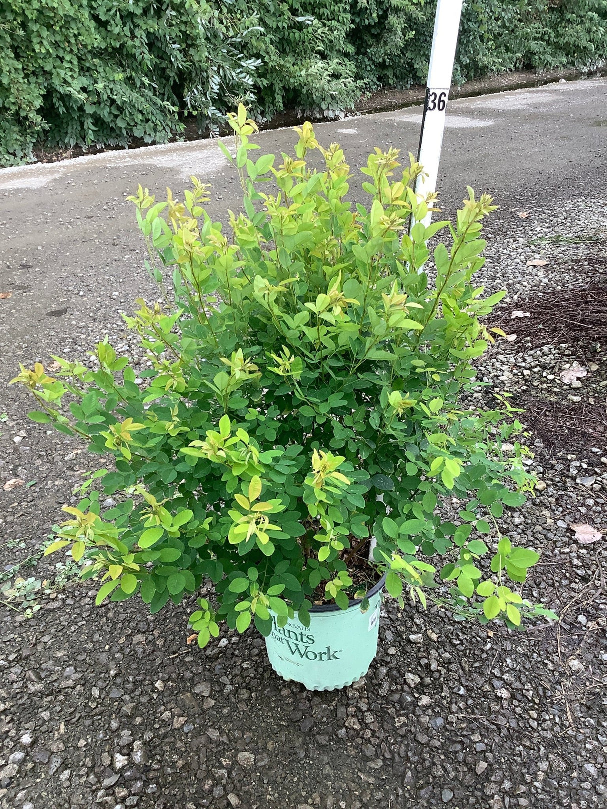 Candy Girl Prairie Mallow