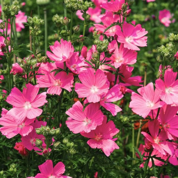 Candy Girl Prairie Mallow