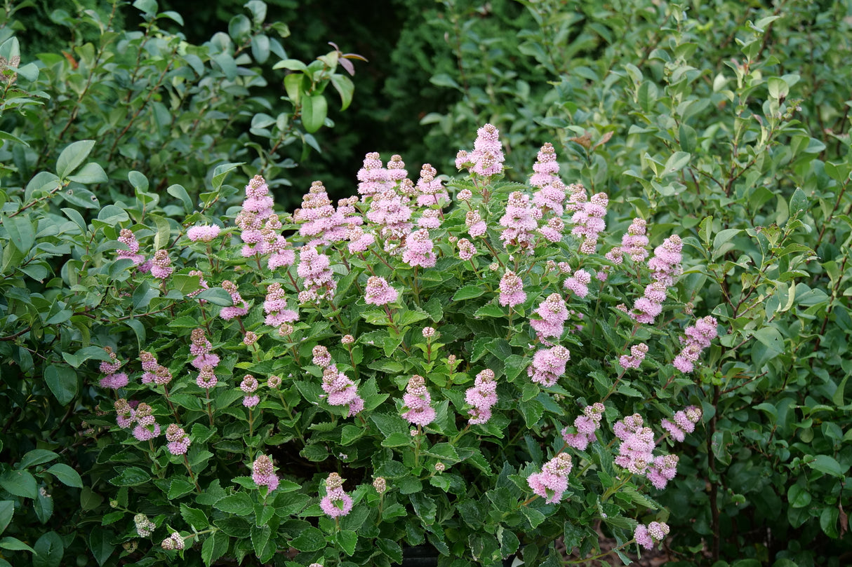 Beyond Pink'd® Bluebeard (Caryopteris incana 'DCARBEYBAR') shrub detail, image 7 of 8.