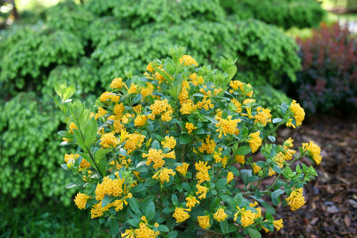 Broad-Leaved Evergreen foliage of Juiced® Orange Jessamine (Cestrum corymbosum 'WNCESCORYEL') in a garden setting.