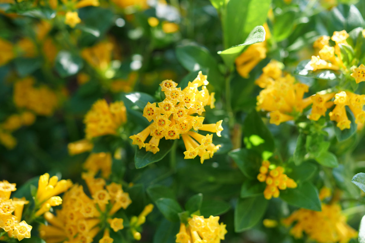 Close-up of orange cestrum flowers on Juiced® Orange Jessamine blooming in late spring to early summer to late summer.