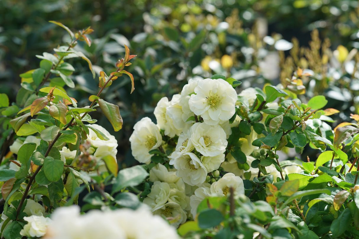 Double Take Eternal White® Flowering Quince (Chaenomeles speciosa 'SMNCSDW'), a shrub featuring white flowers and deciduous.