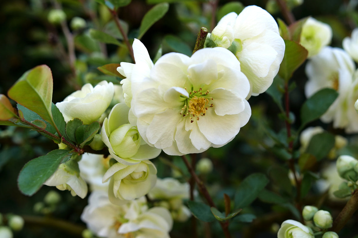 Close-up of white chaenomeles flowers on Double Take Eternal White® Flowering Quince blooming in early spring to late spring to early summer.