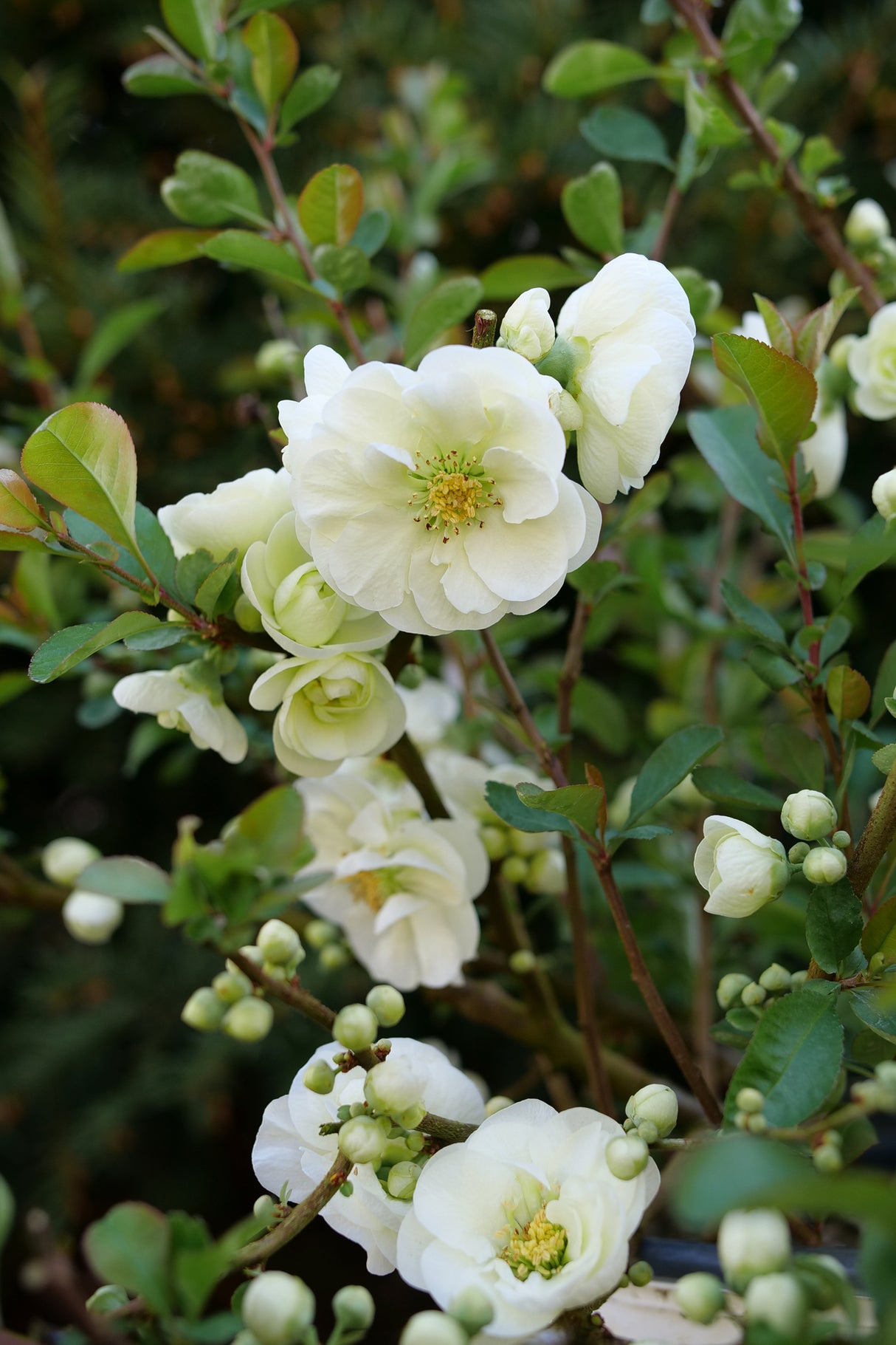 Deciduous foliage of Double Take Eternal White® Flowering Quince (Chaenomeles speciosa 'SMNCSDW') in a garden setting.
