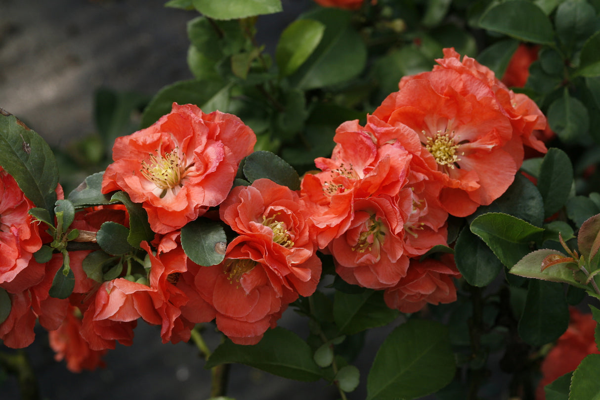 Double Take Peach™ Flowering Quince
