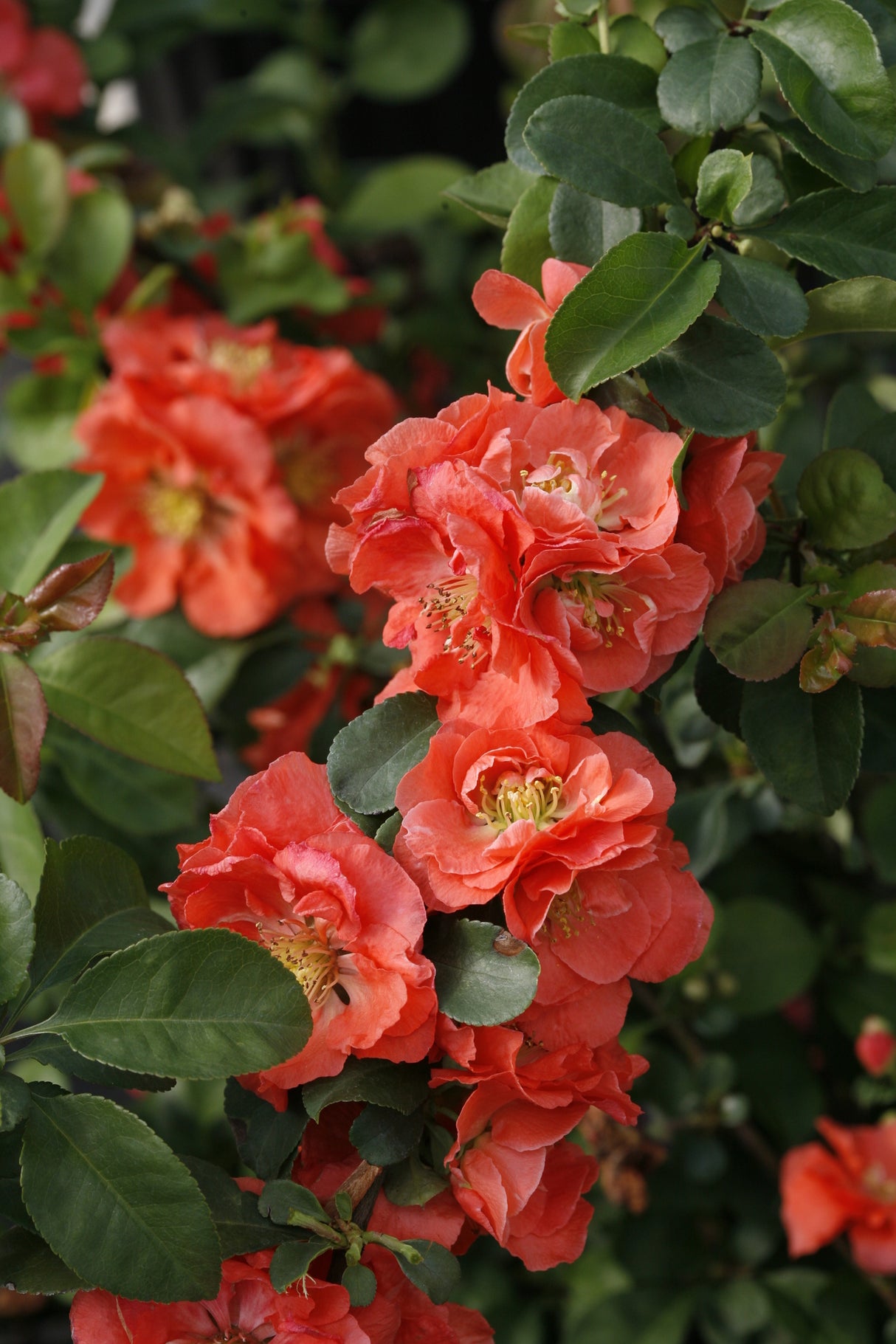 Double Take Peach™ Flowering Quince