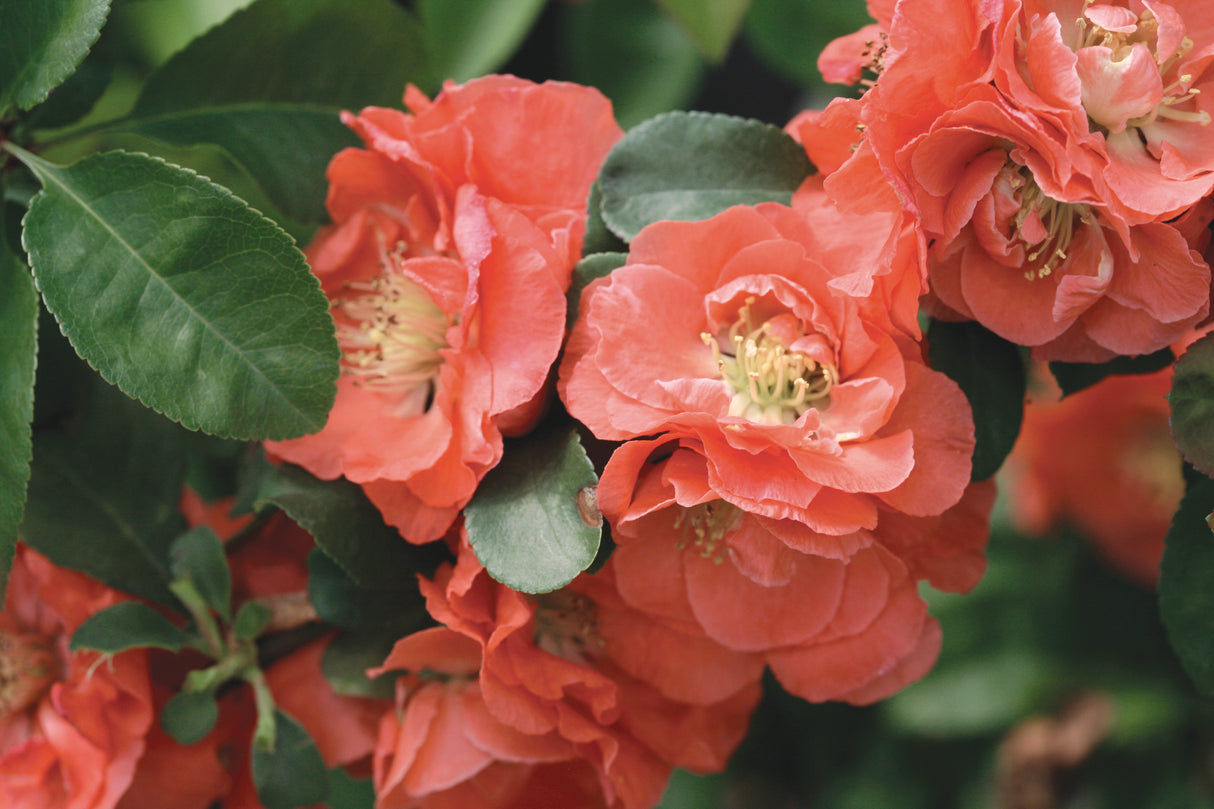 Double Take Peach™ Flowering Quince