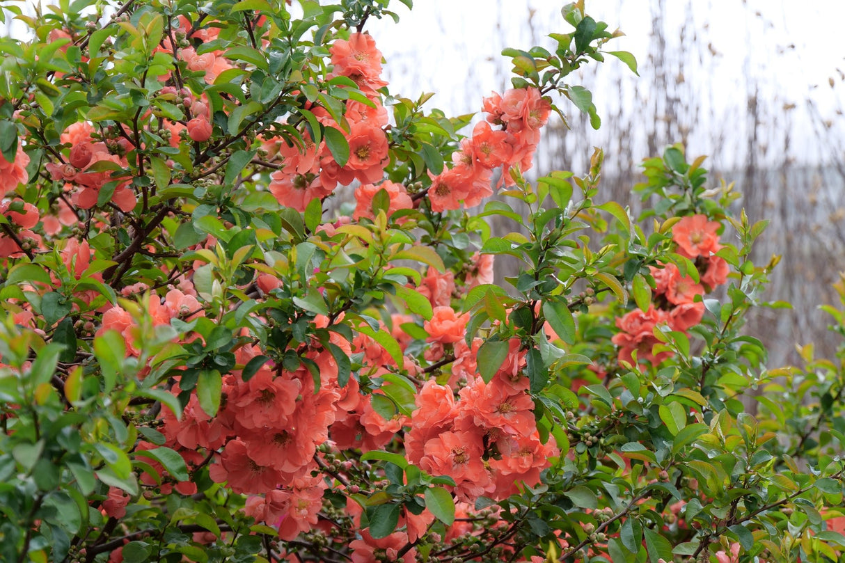 Double Take Peach™ Flowering Quince