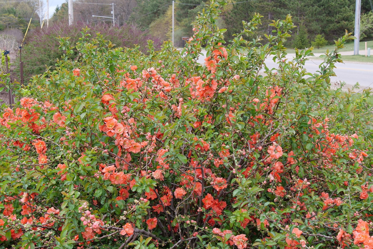 Double Take Peach™ Flowering Quince