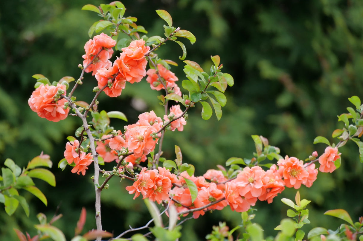 Double Take Peach™ Flowering Quince