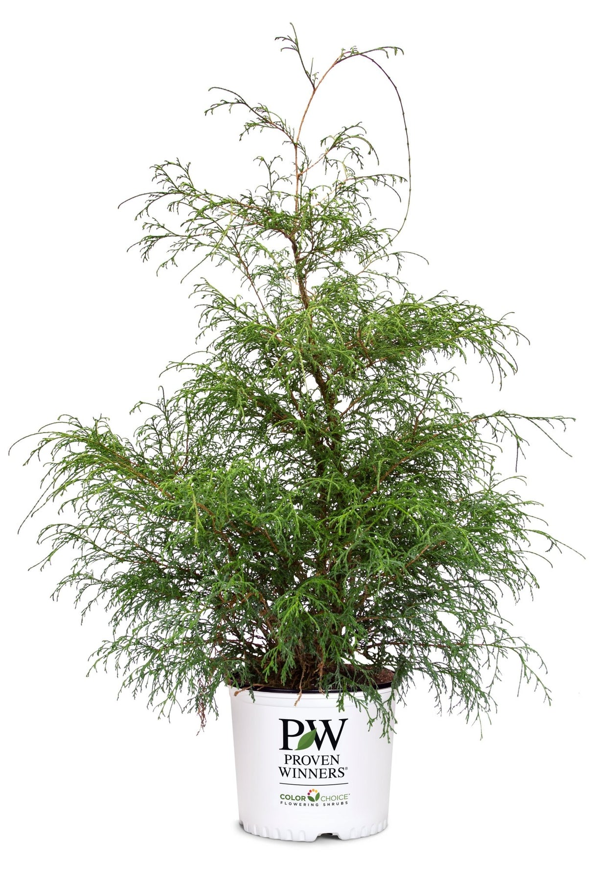Haywire™ False Cypress