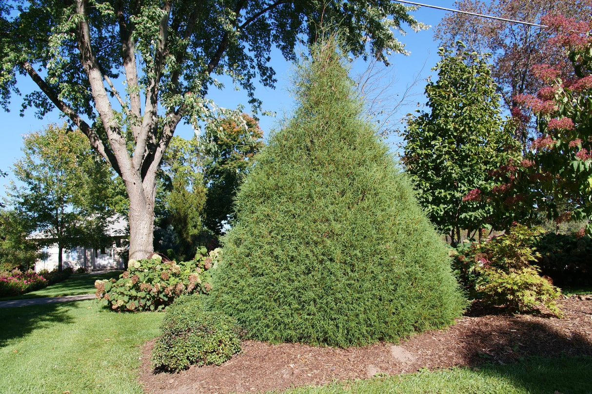 Haywire™ False Cypress