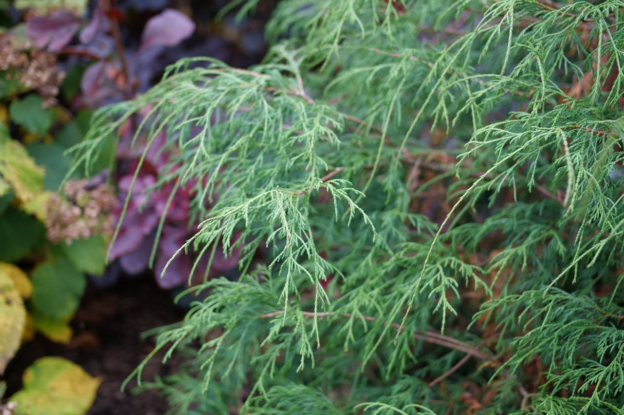 Haywire™ False Cypress
