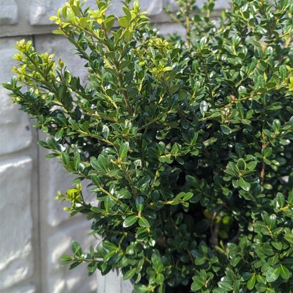Winterscape Chilly Willy™ Japanese Holly Close up Foliage