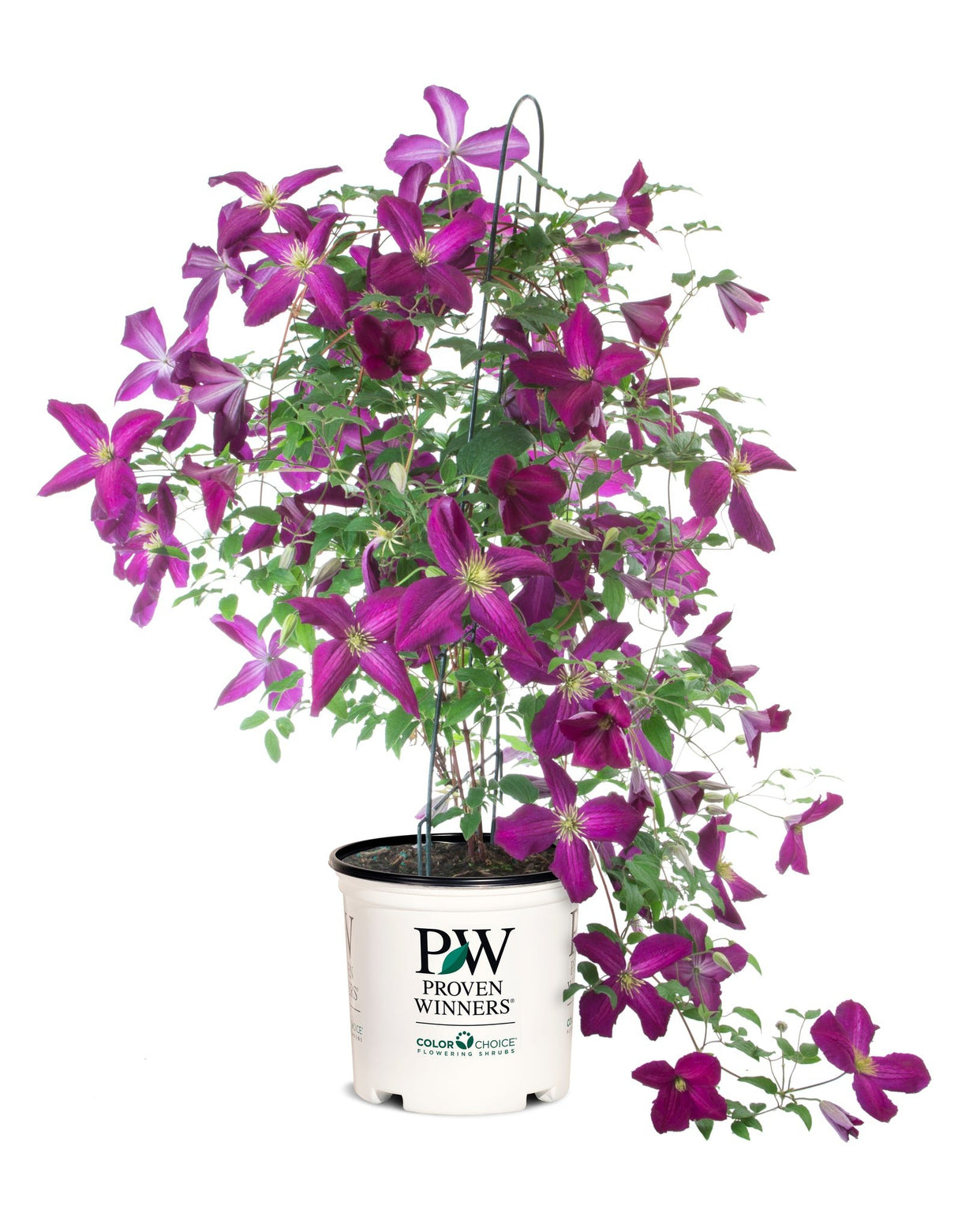 Happy Jack® Purple Clematis