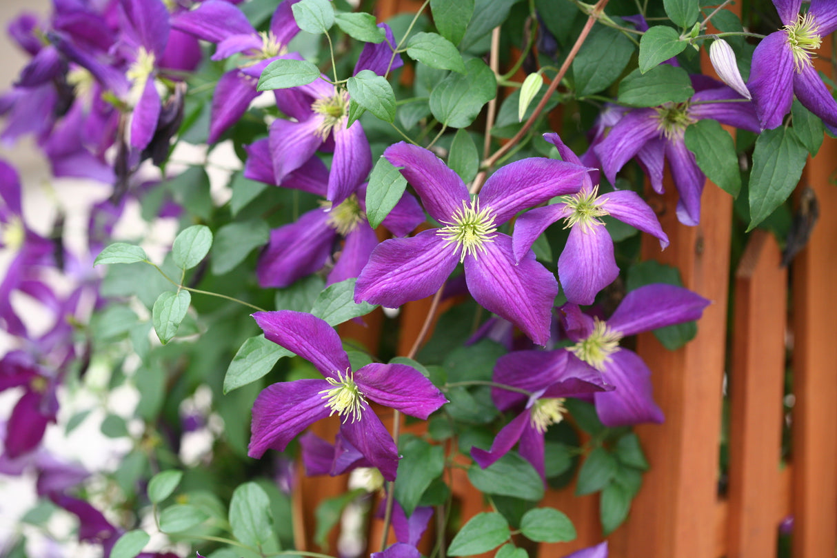 Happy Jack® Purple Clematis