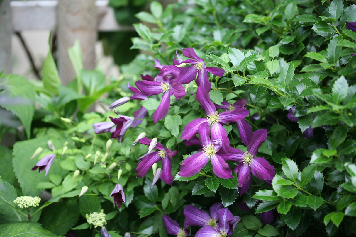 Happy Jack® Purple Clematis