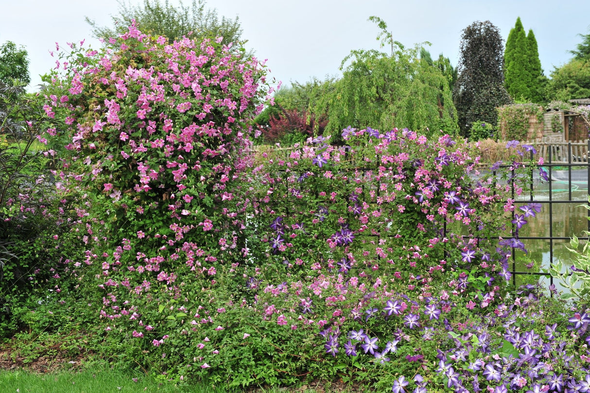 Pink Mink® Clematis