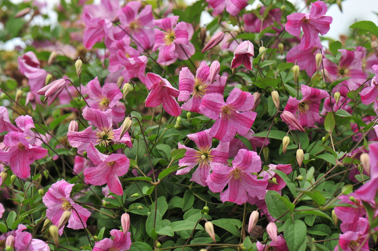 Pink Mink® Clematis