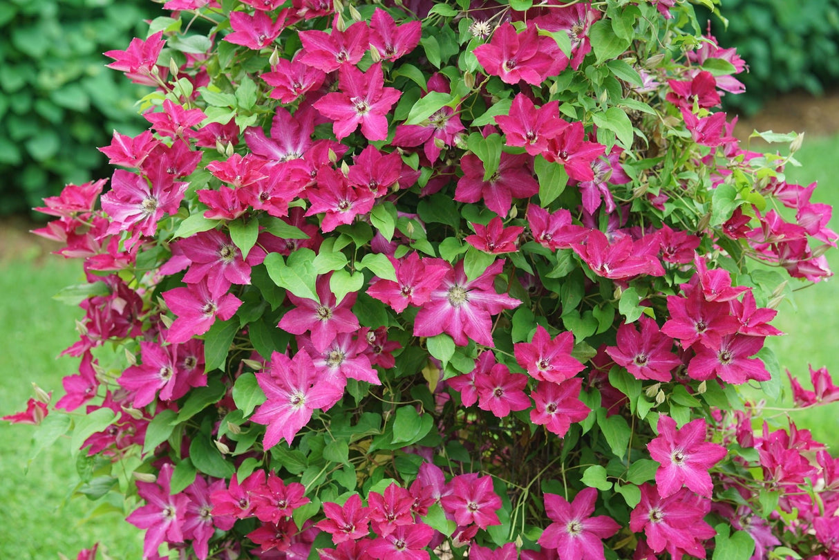 Viva Polonia Clematis