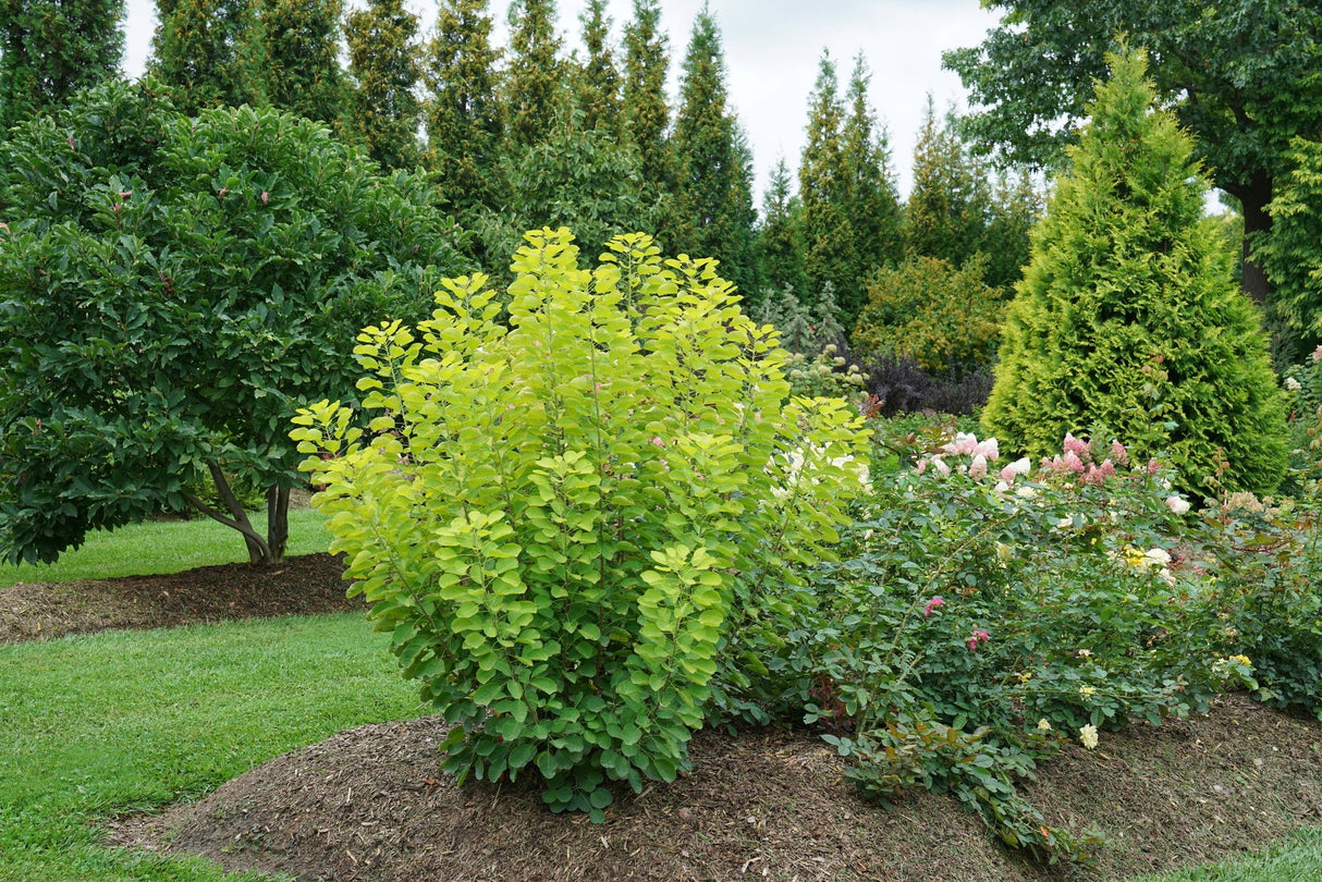 Winecraft Gold® Smokebush