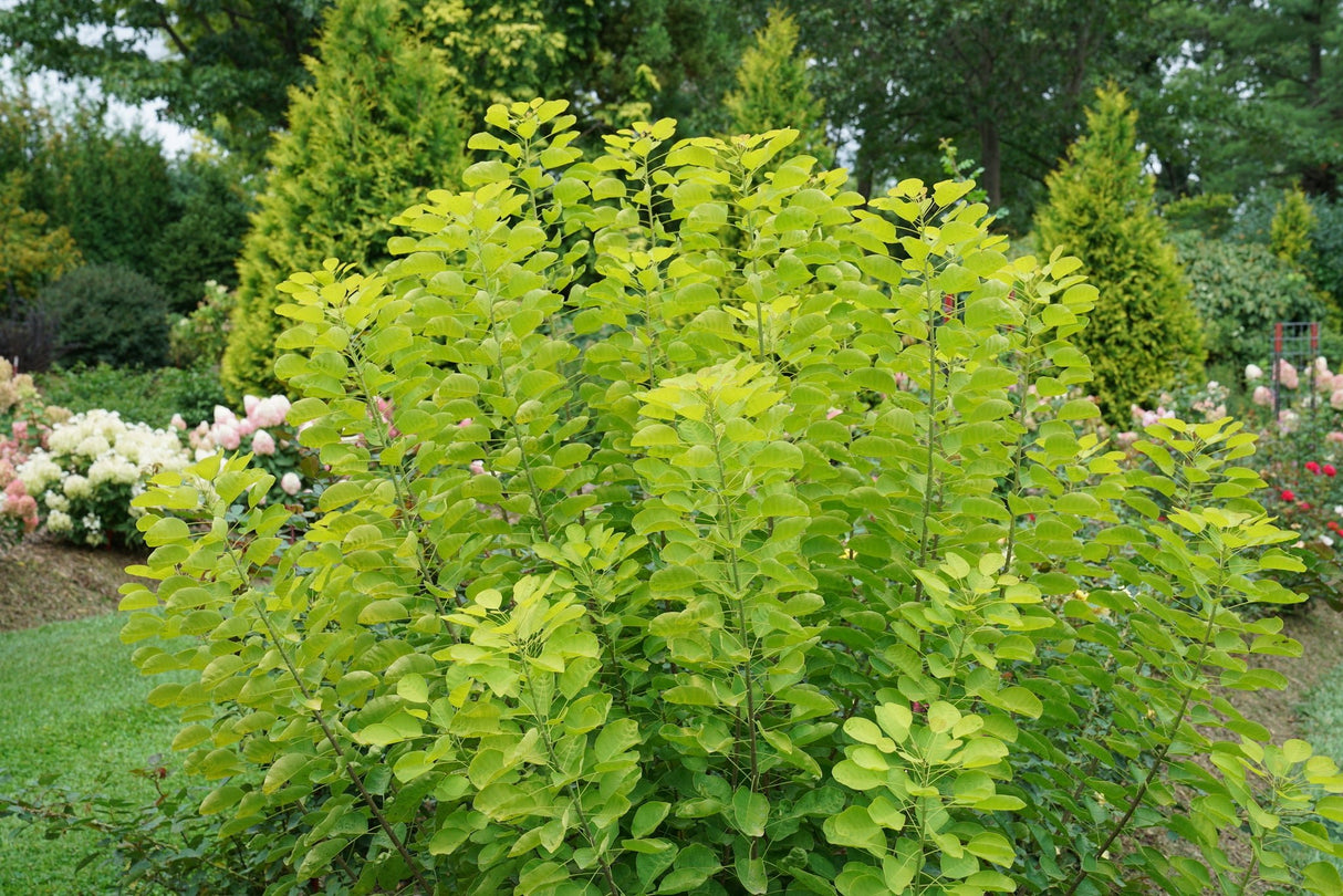 Winecraft Gold® Smokebush