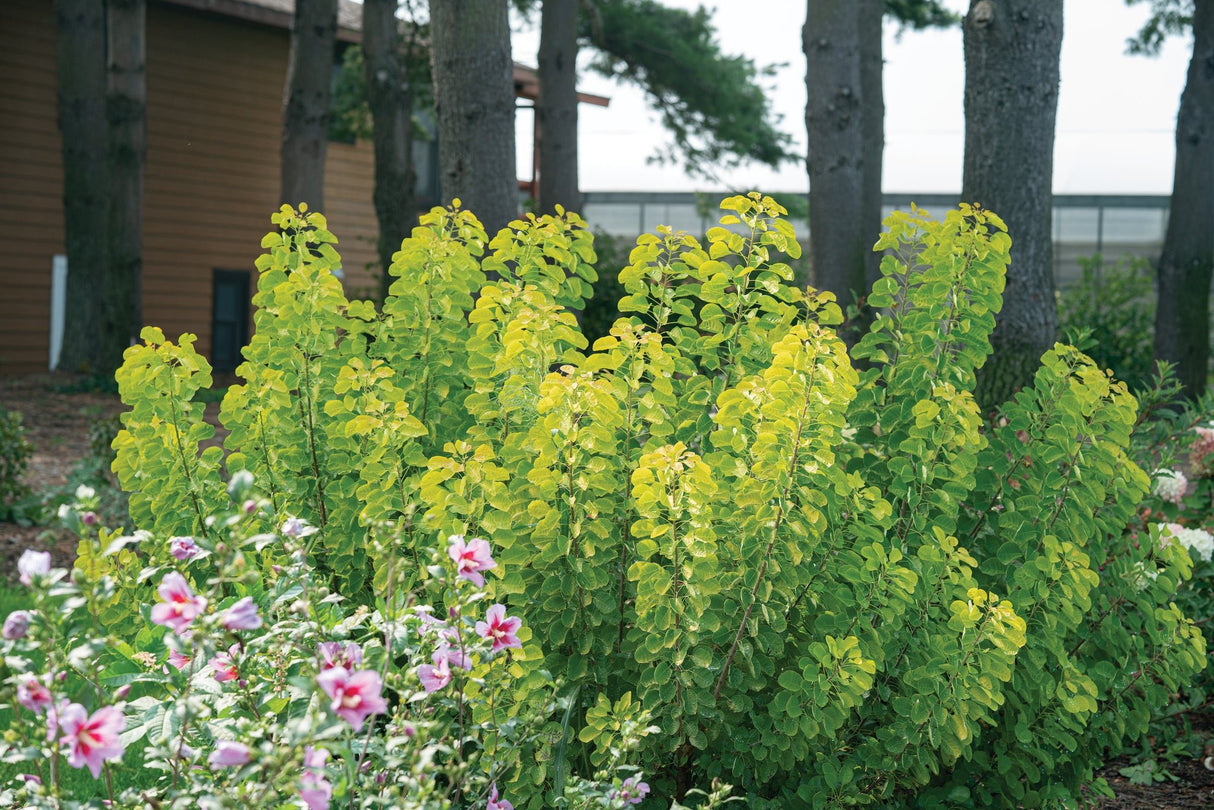 Winecraft Gold® Smokebush