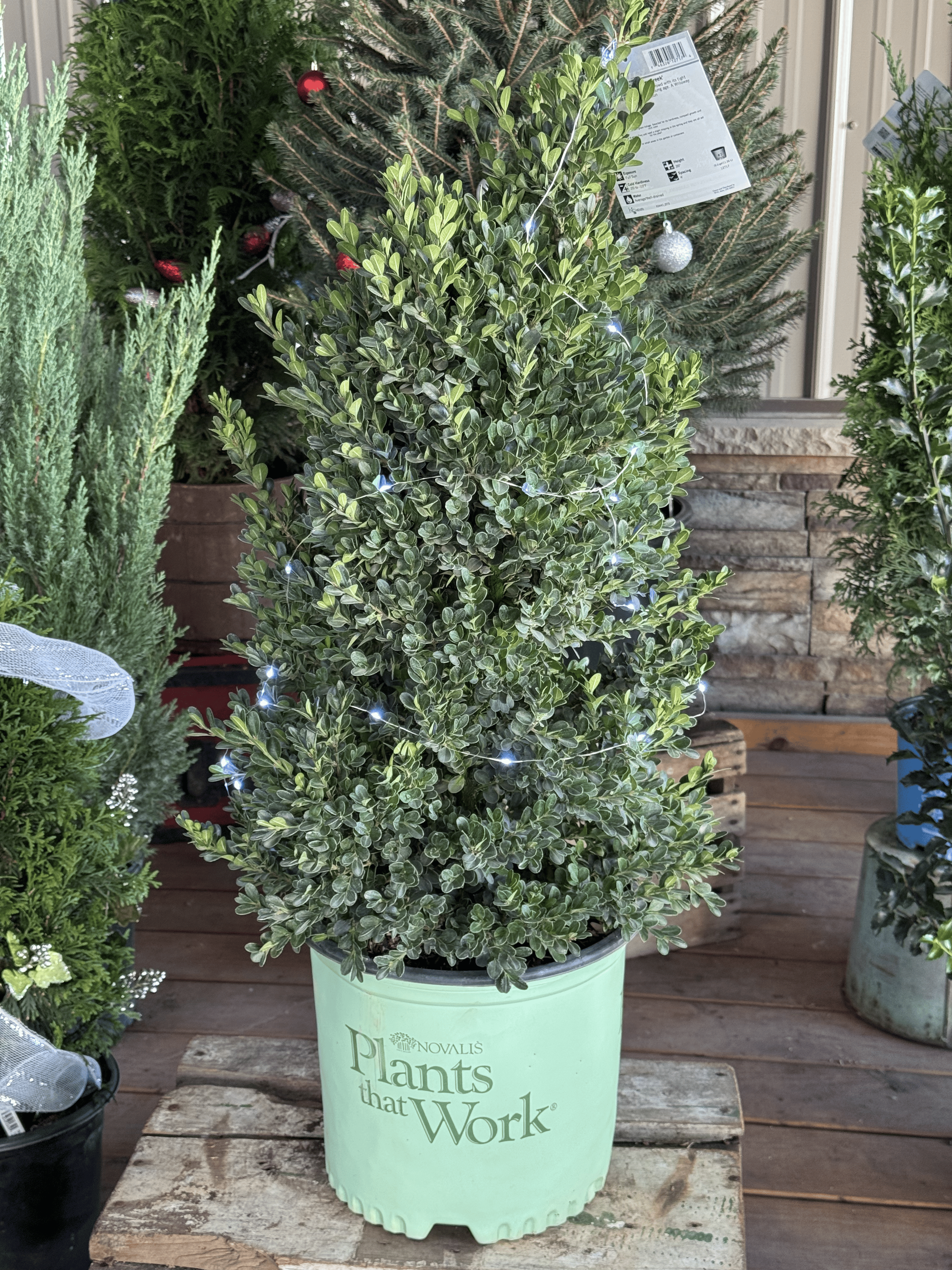 Add timeless elegance to your winter landscape with the Cranberry Creek Boxwood. Perfect for Christmas planters, wreaths, and year-round hedging. Hardy, lush, and beautifully green all season long.