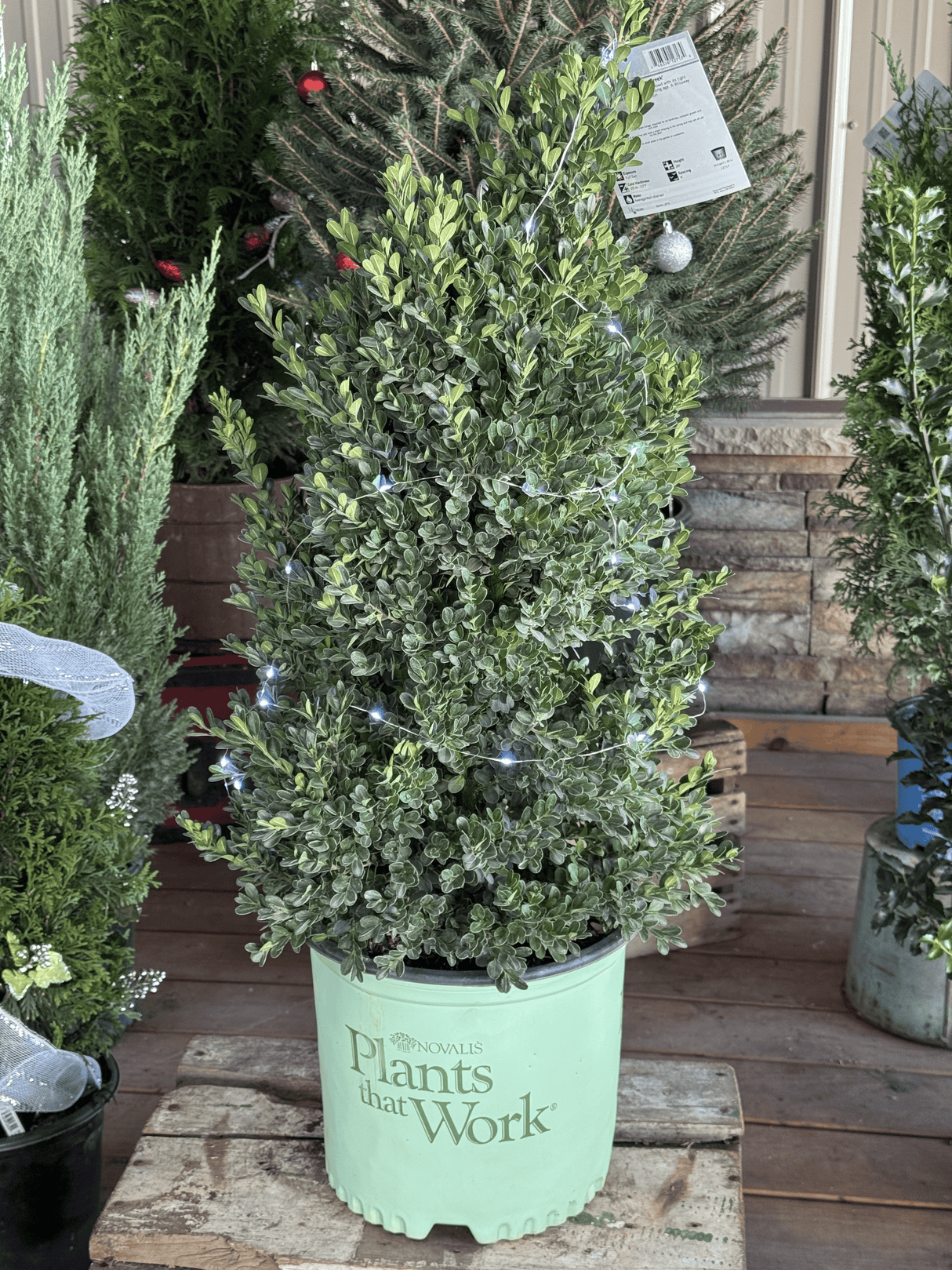 Add timeless elegance to your winter landscape with the Cranberry Creek Boxwood. Perfect for Christmas planters, wreaths, and year-round hedging. Hardy, lush, and beautifully green all season long.