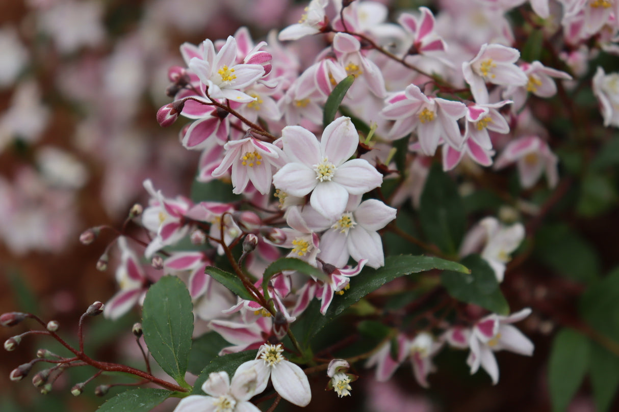 Yuki Kabuki™ Deutzia