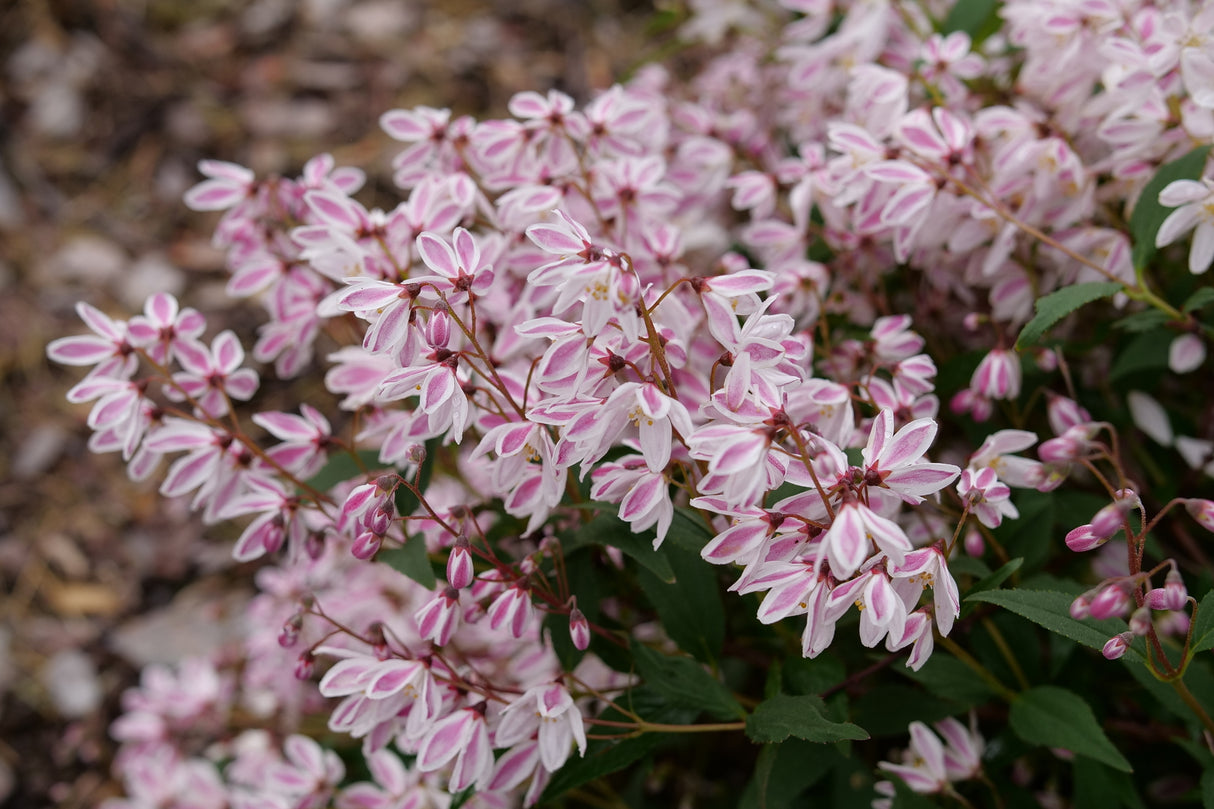 Yuki Kabuki™ Deutzia