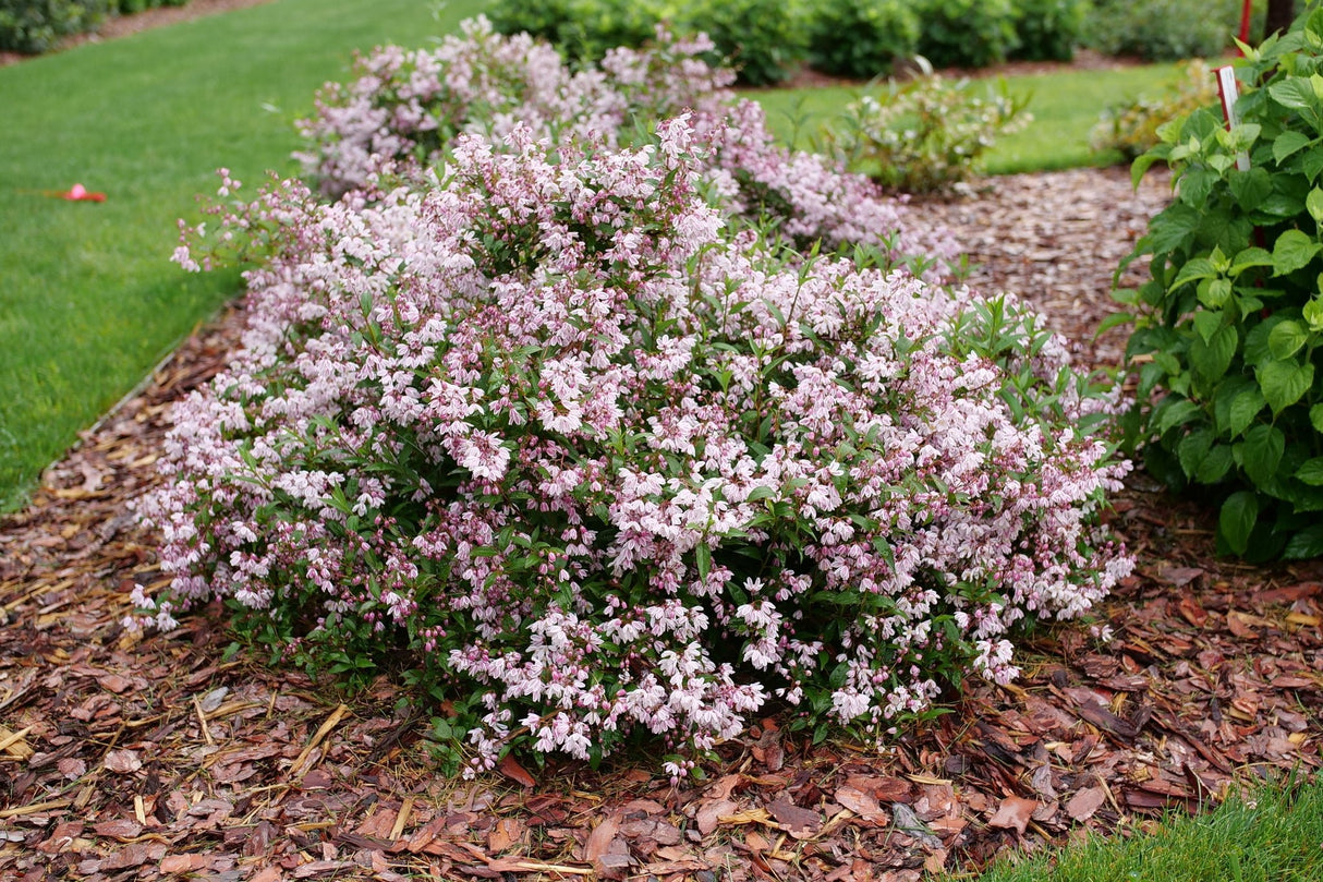 Yuki Kabuki™ Deutzia