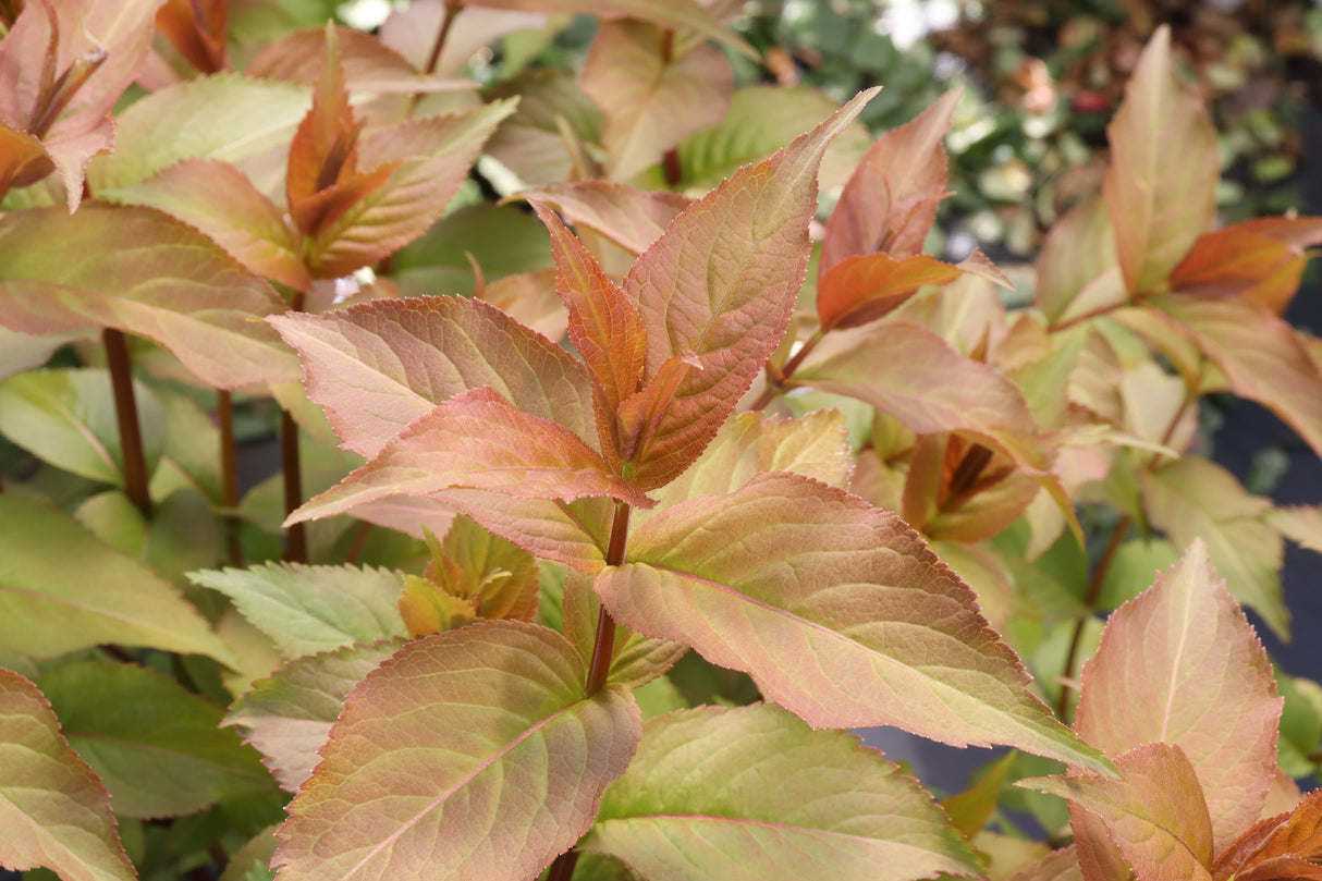 Kodiak Spiced™ Diervilla