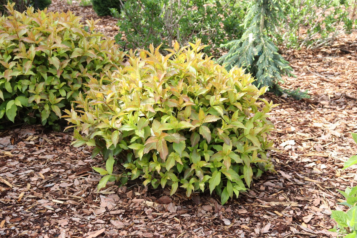 Kodiak Spiced™ Diervilla