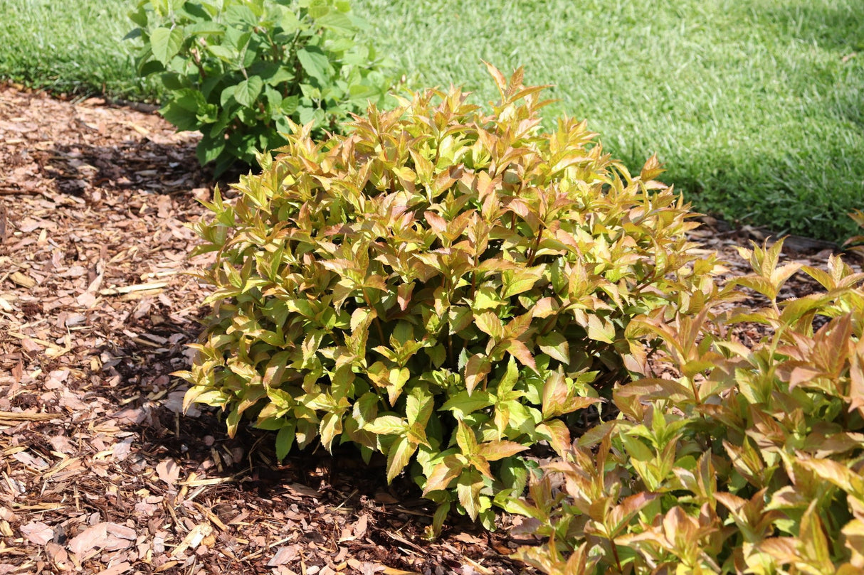 Kodiak Spiced™ Diervilla