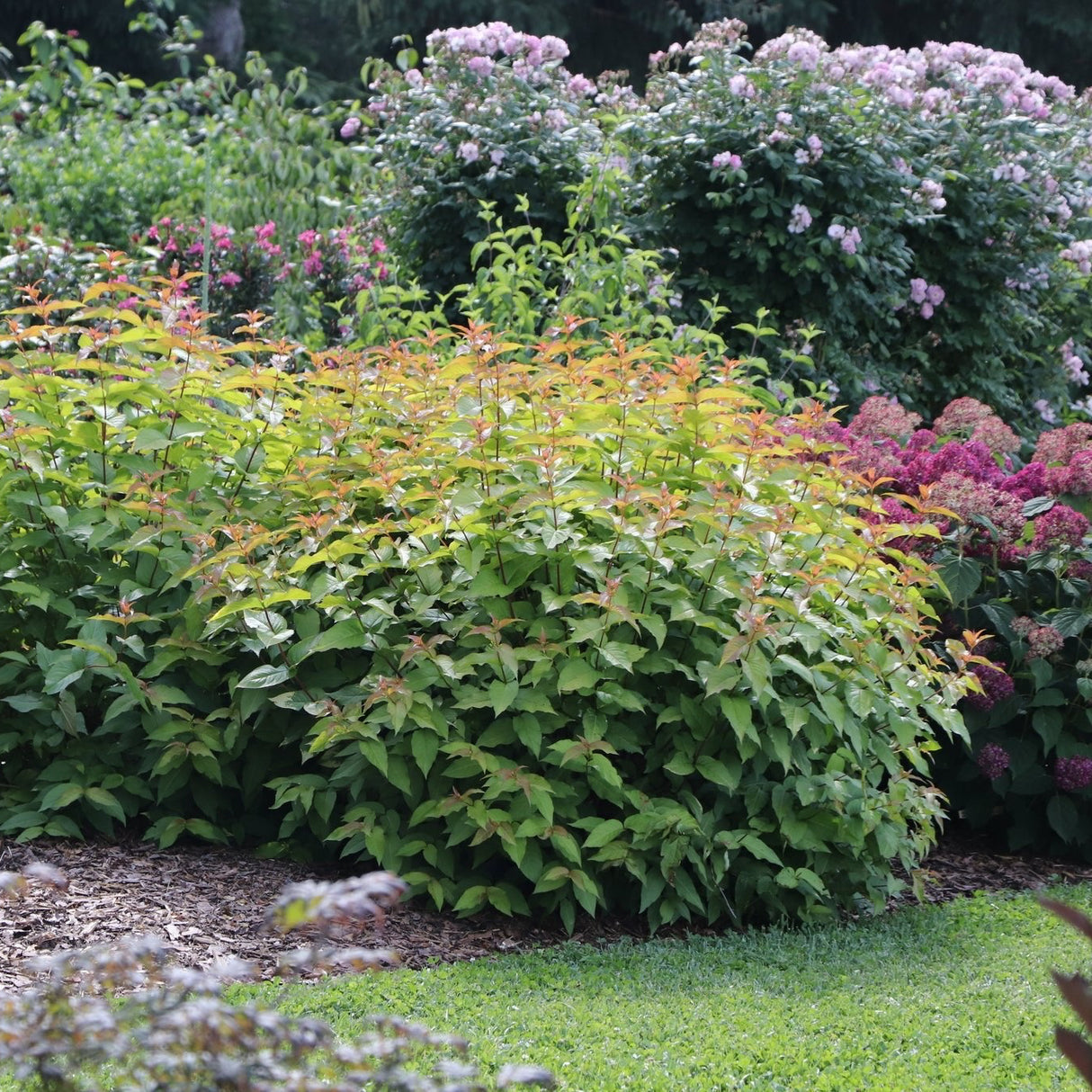 Kodiak Spiced™ Diervilla