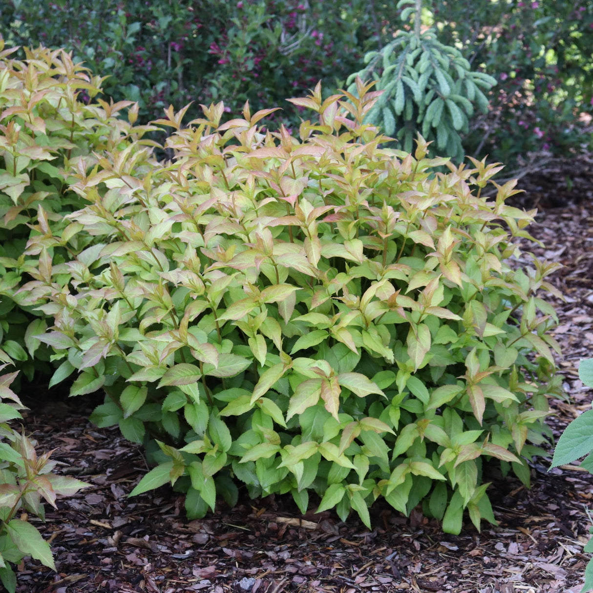 Kodiak Spiced™ Diervilla