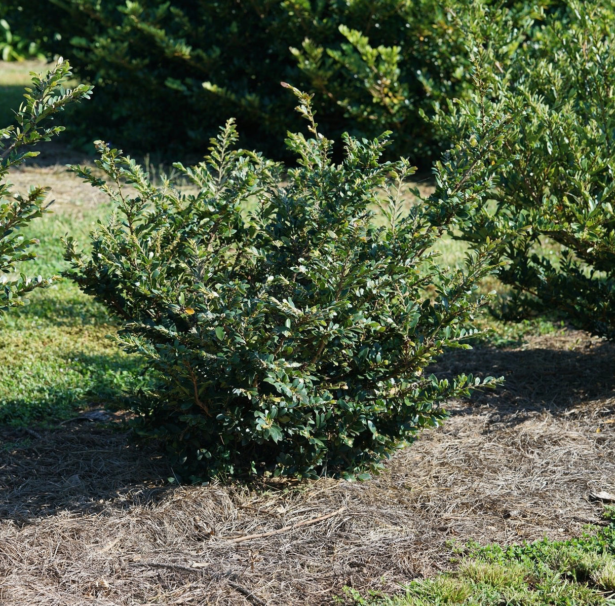 Buckhead™ Bold Distylium