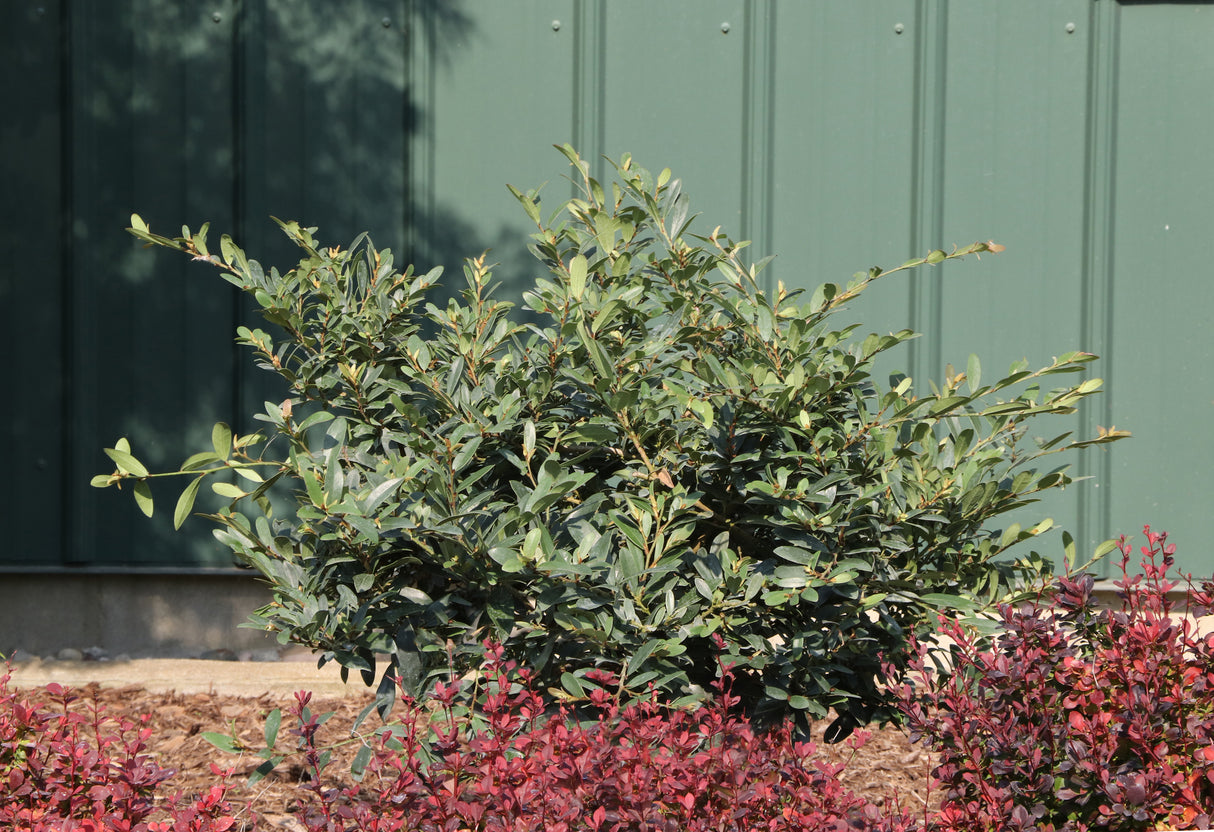 Buckhead™ Bold Distylium