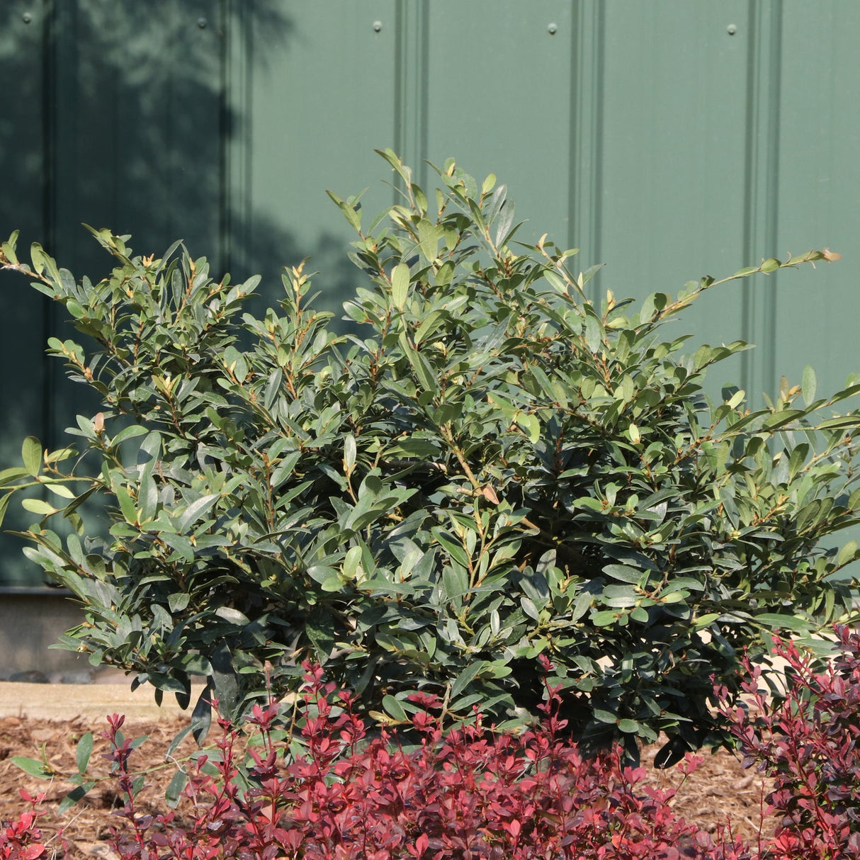 Buckhead™ Bold Distylium