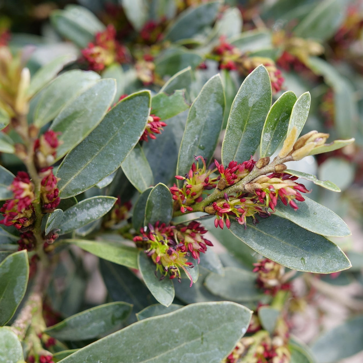 Buckhead™ Bold Distylium